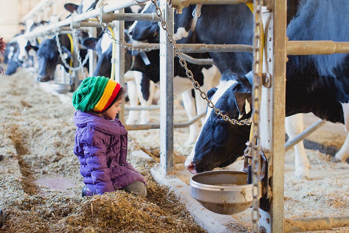 A child looking at fenced in milking cows