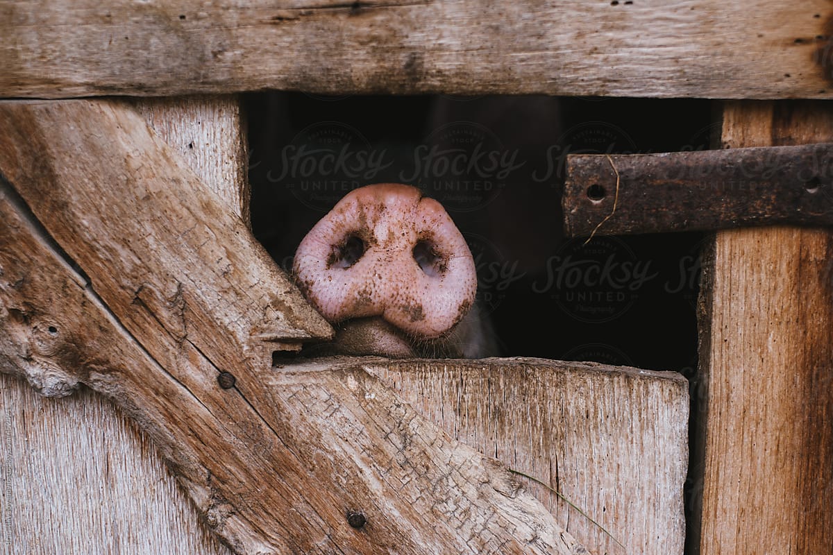 Snout of a pig