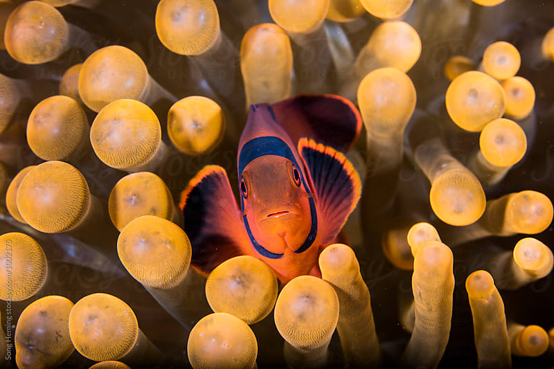 anemonefish  live in soft coral