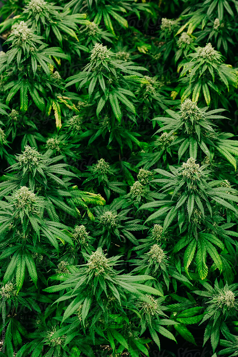Flowering Cannabis Plants