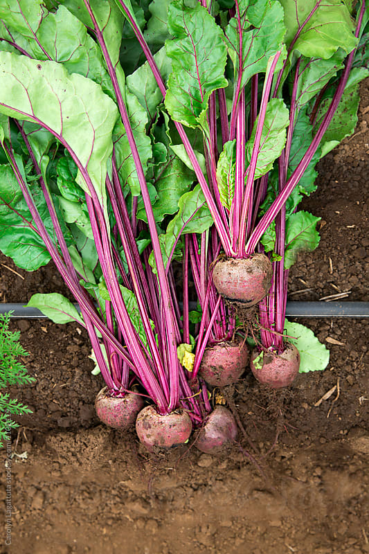 Freshly harvested beets lying in the dirt