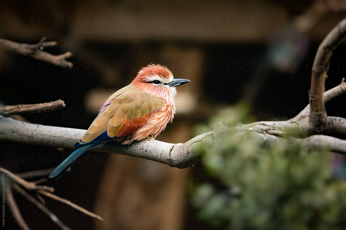 Colorful Bird on a Branch
