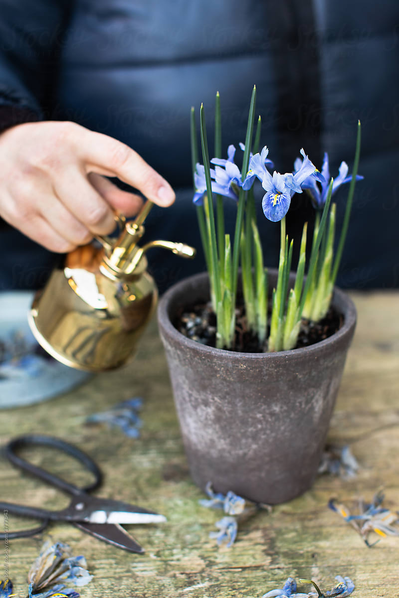 Spraying Iris flowers with brass mister