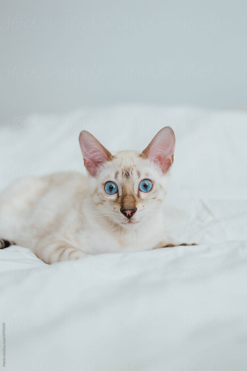 Snow-white Bengal kitten