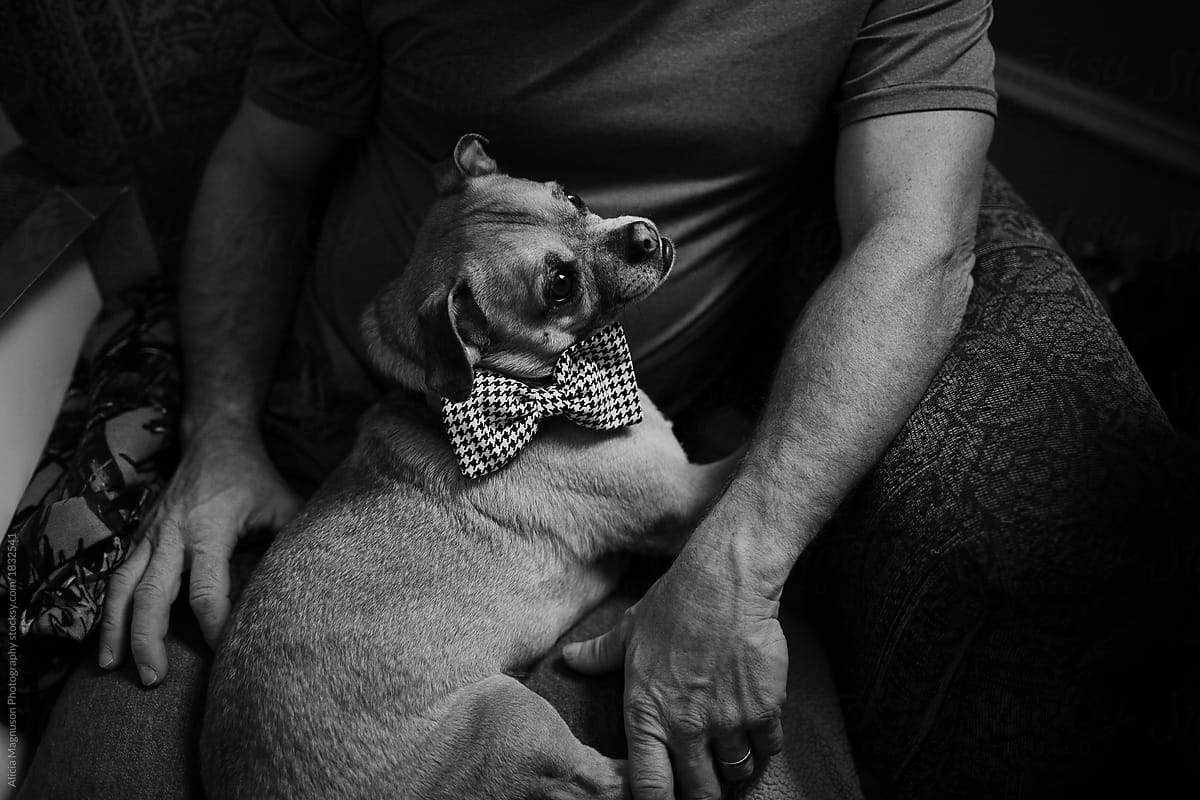 Dog with Bow Tie Sitting in Owner\'s Lap