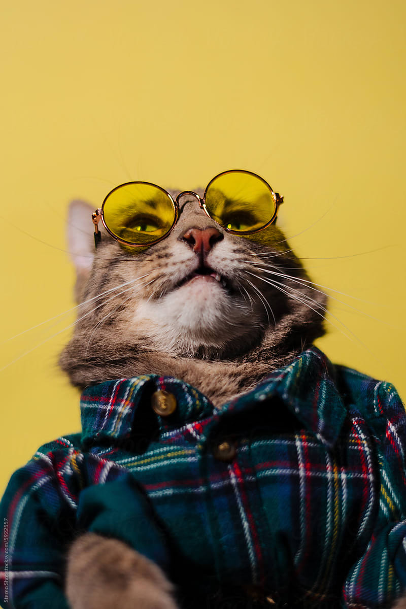 Cool cat sitting in shirt and sunglasses