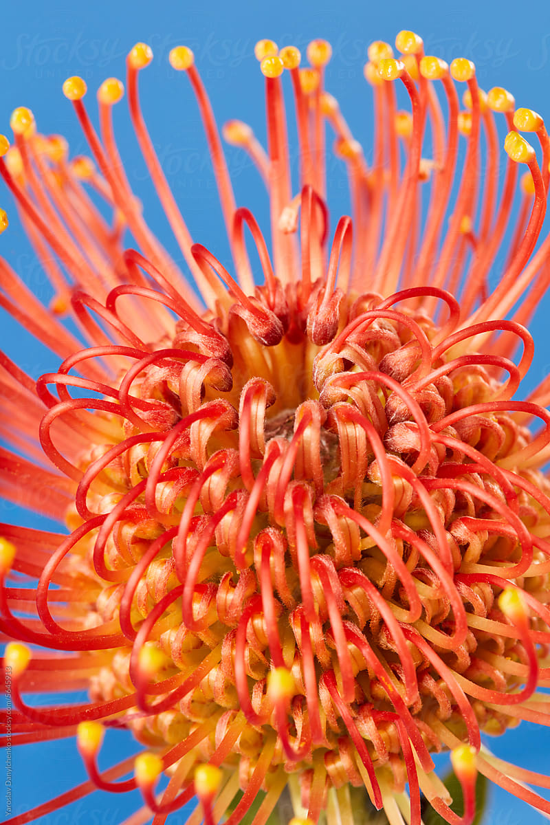 Macro view of fresh exotic pincushion protea in bloom