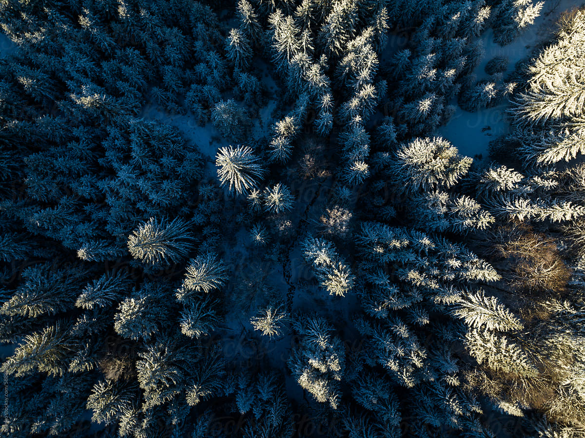 Pine trees from above