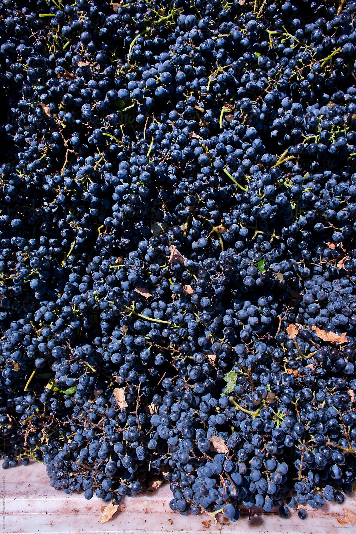 Organic Wine Grape Harvest