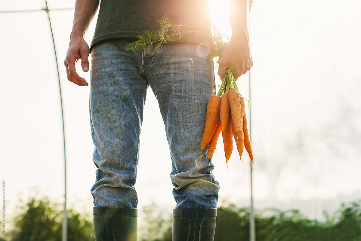 Closeup of a farmer holding a bunch of organic carrots.