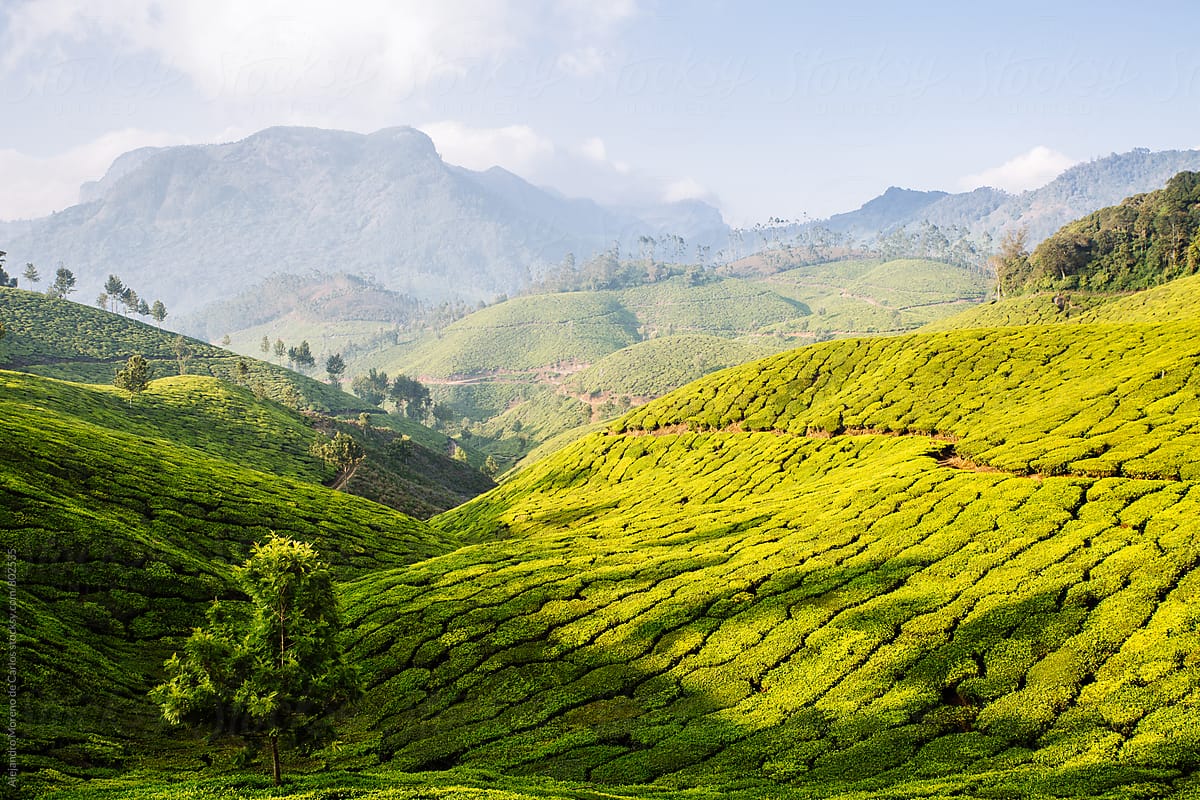 Lush mountainous green scenery of tea plantations and trees in a valley on a sunny day in Munnar, India