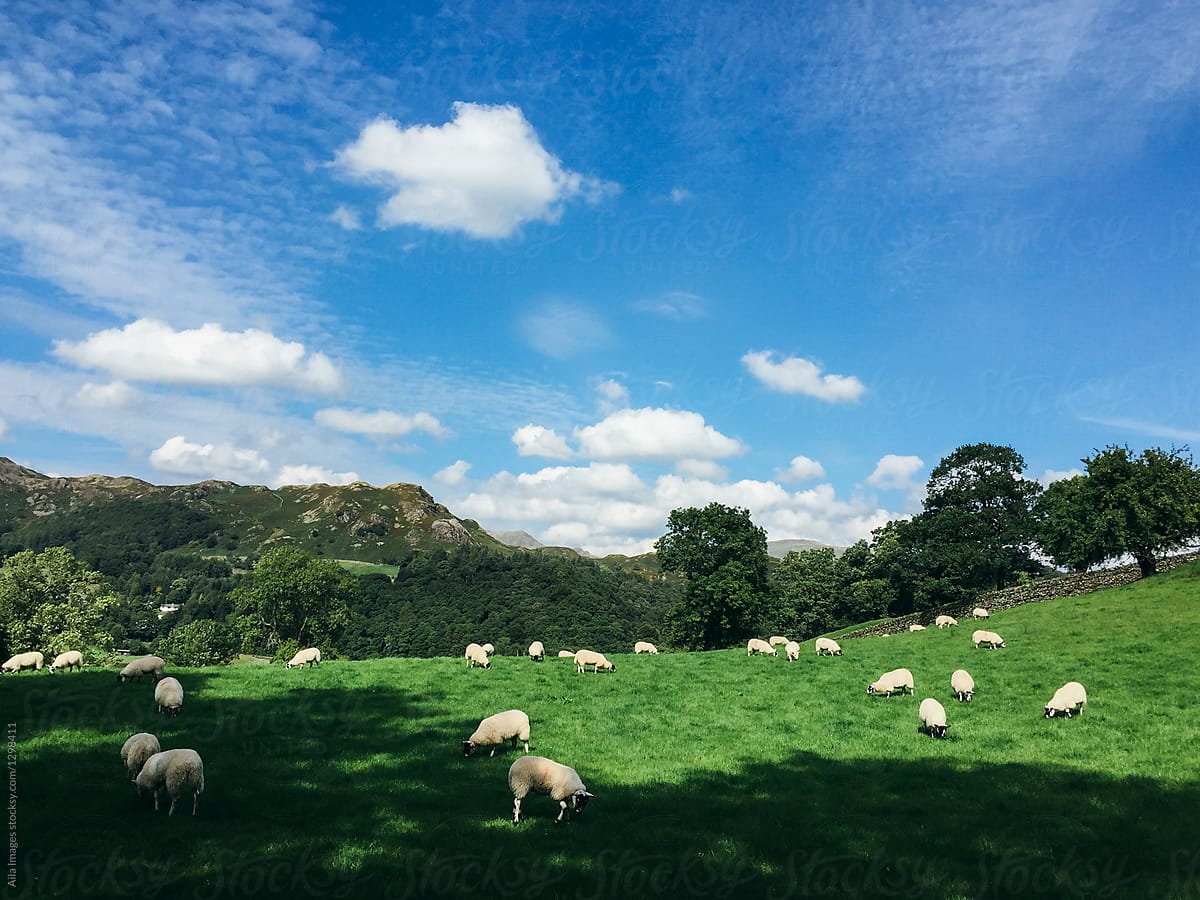 Sheep in the English Countryside