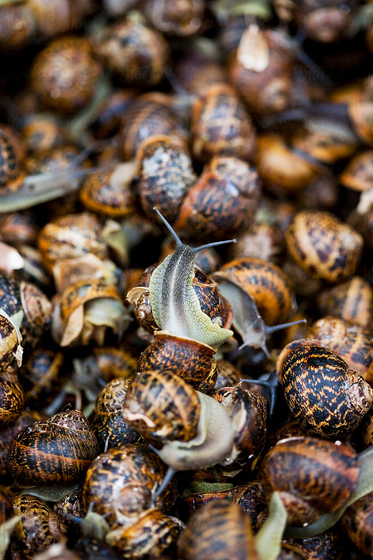 Snails for Sale At Farmer's Market In Greece