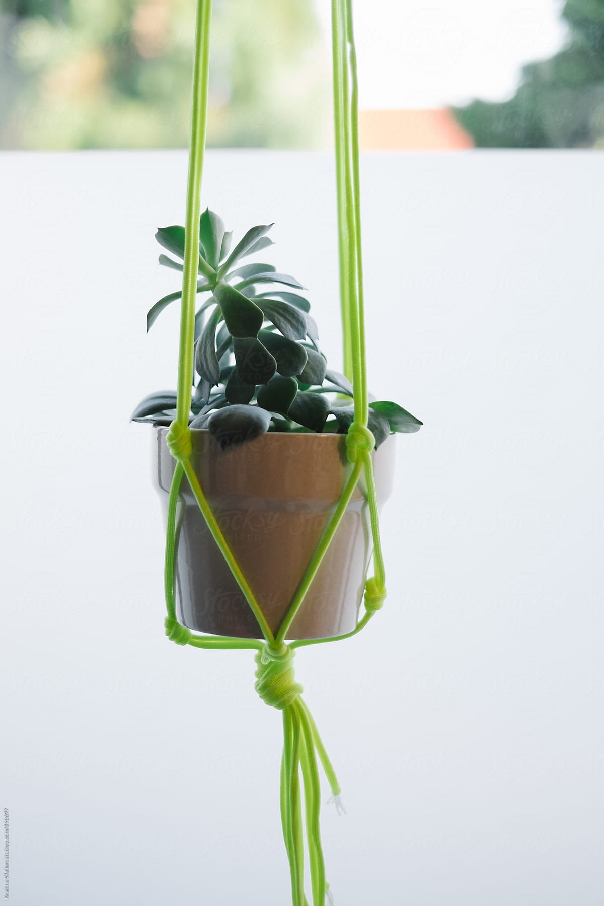 Plant Hanging in an Artist Studio