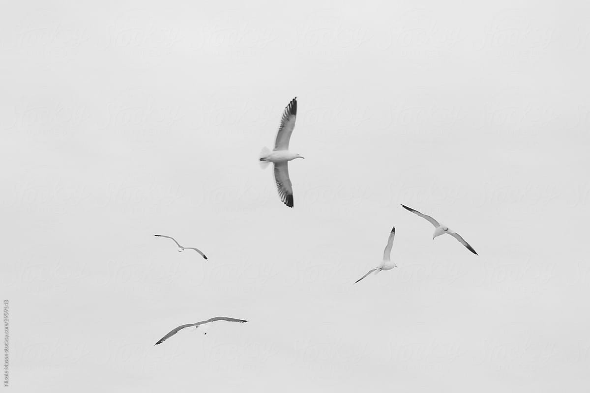 black and white image of birds flying