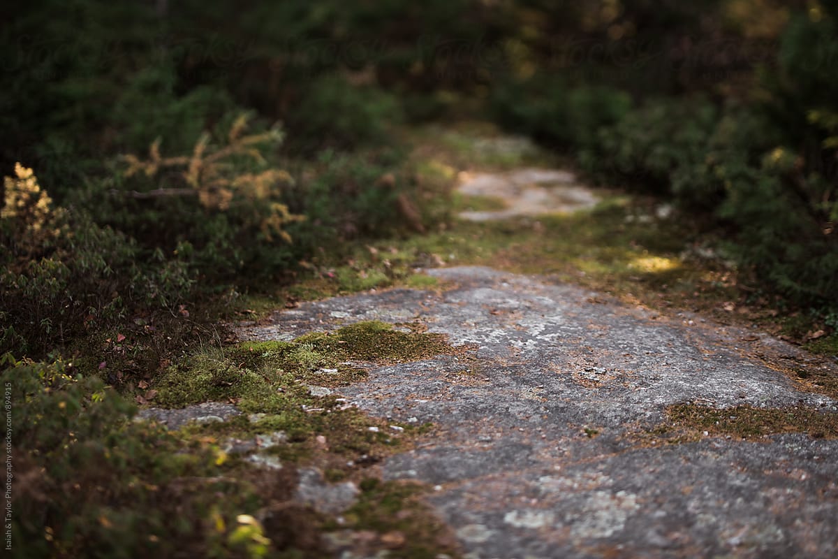 Path through nature
