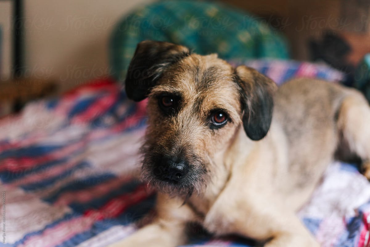 Portrait of a half breed dog indoor