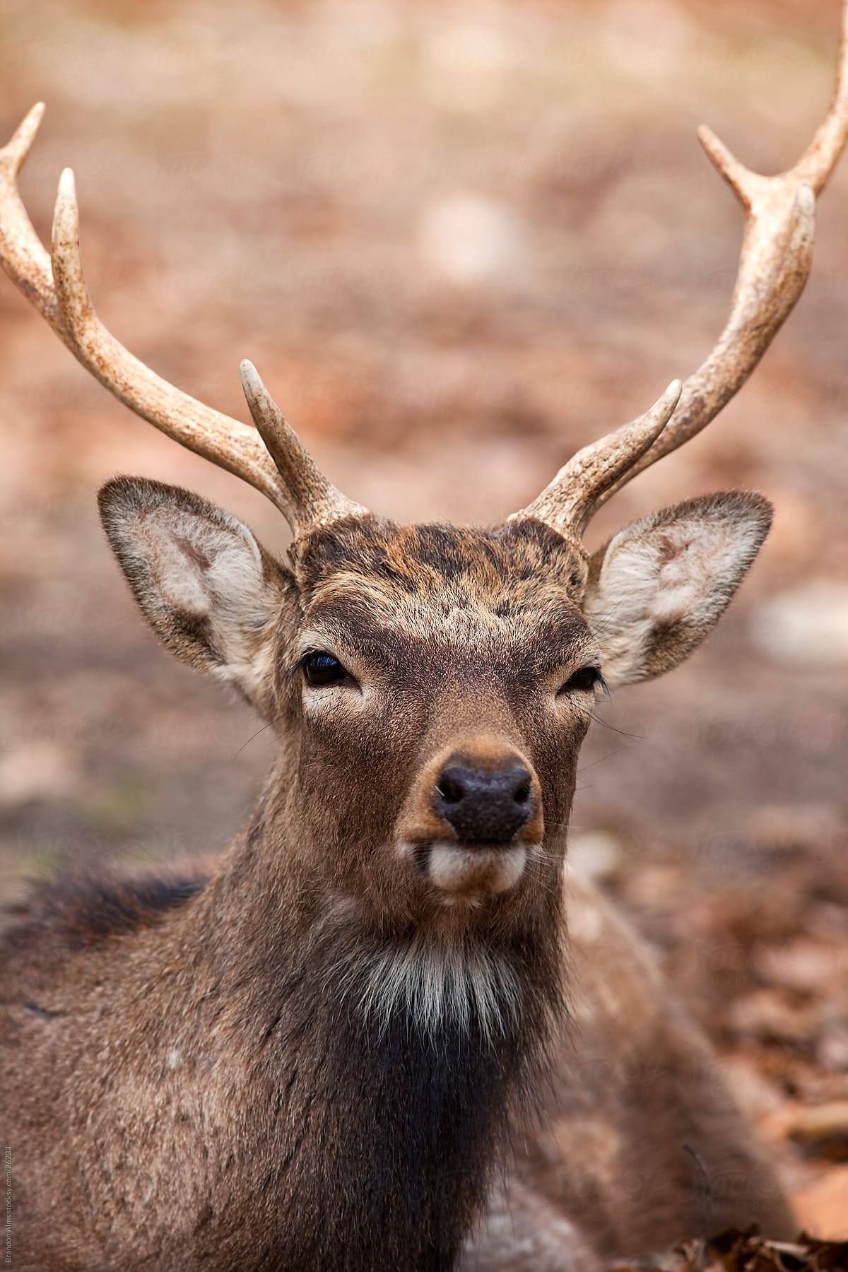 Whitetail Buck Deer Closeup in the Woods