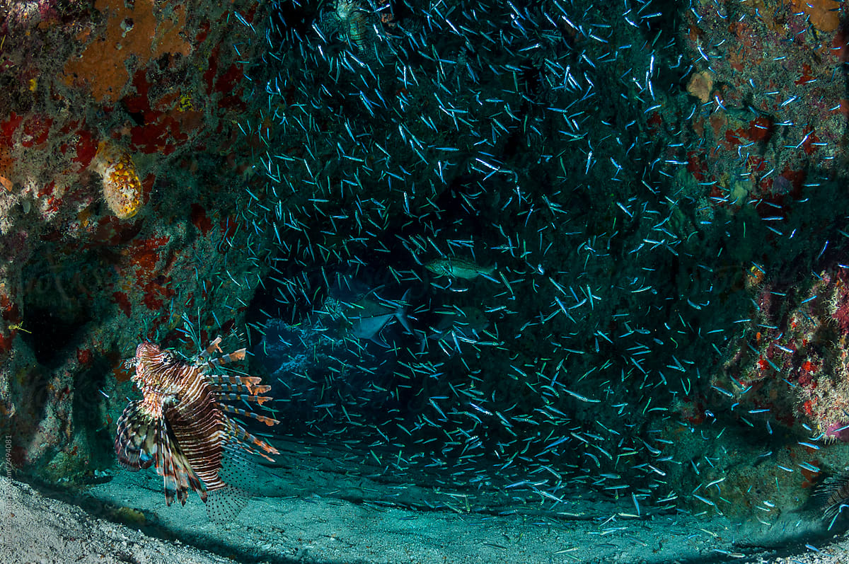 Invasive Lionfish Hunting