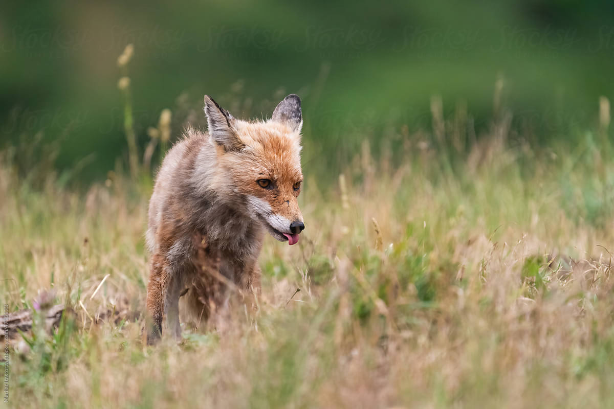 Red Fox In Forest