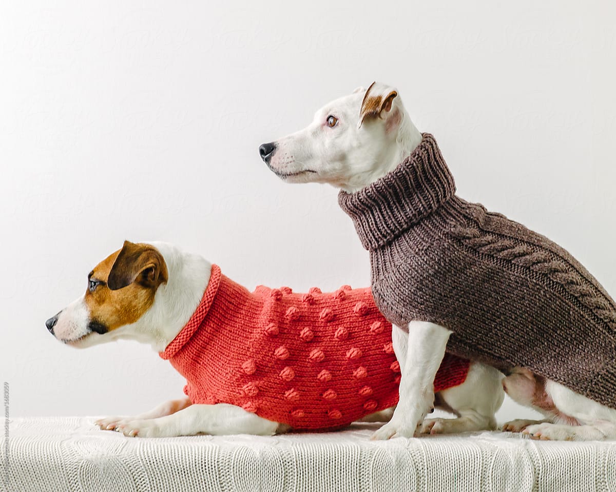 Cute dogs in sweaters by Stocksy Contributor Duet Postscriptum