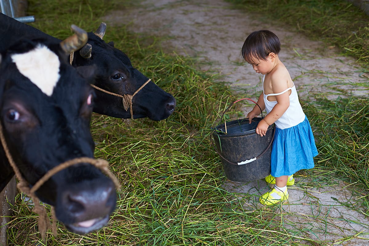 one little asian girl working in the dairy farm