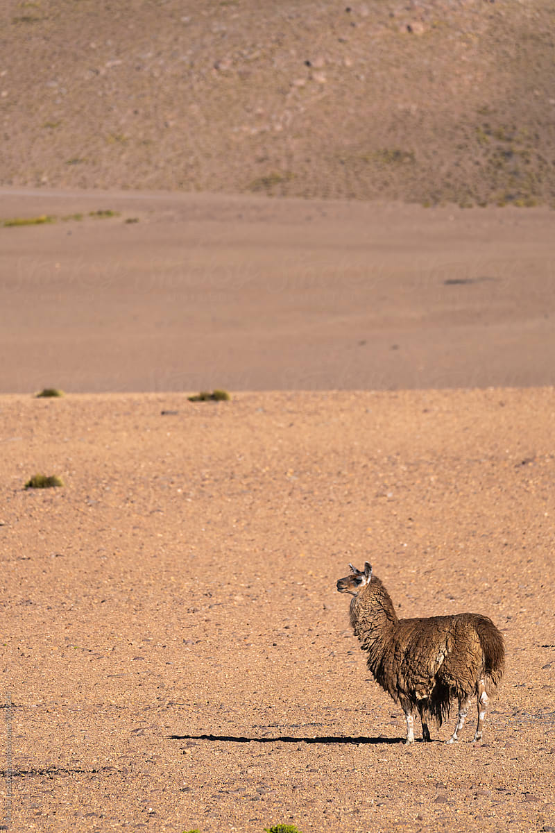 Wild Llama In Atacama Desert, Vertical Portrait