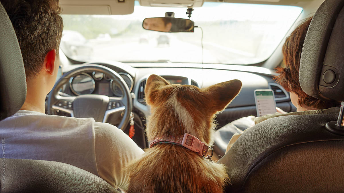 Traveling with dog in car