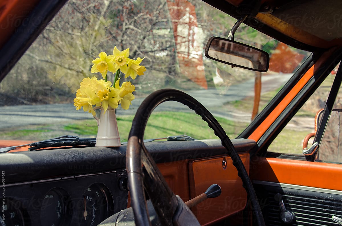Daffodils in car dash