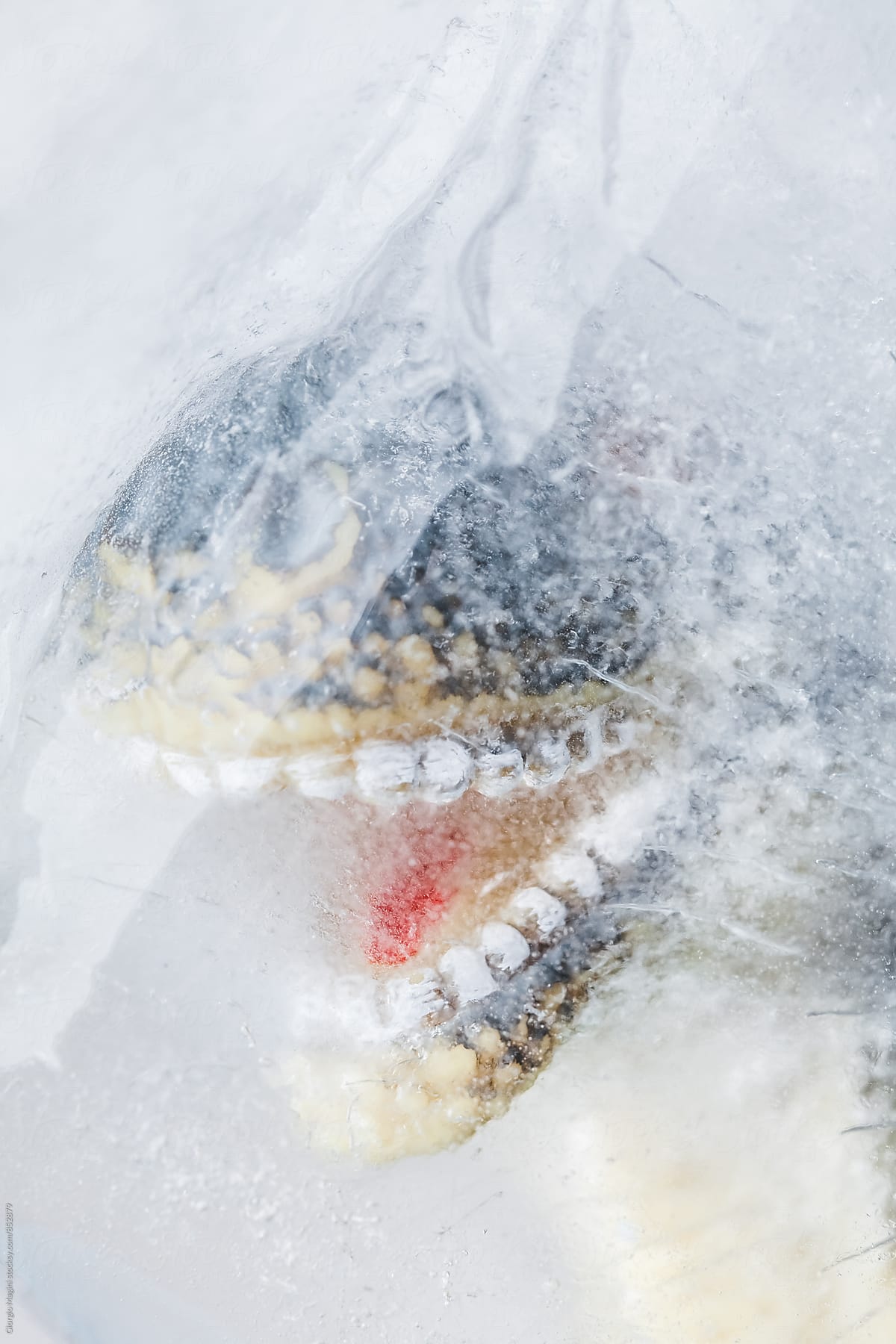 Dinosaur Toy in a Block of Ice