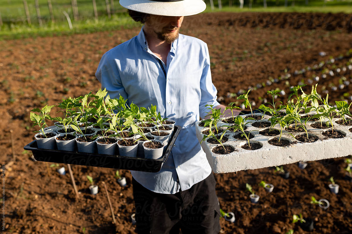 man holding two trays with seedlings