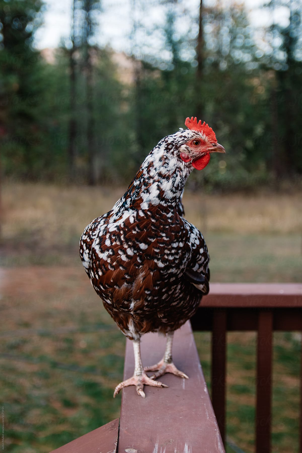 Pet Chicken Standing on Railing