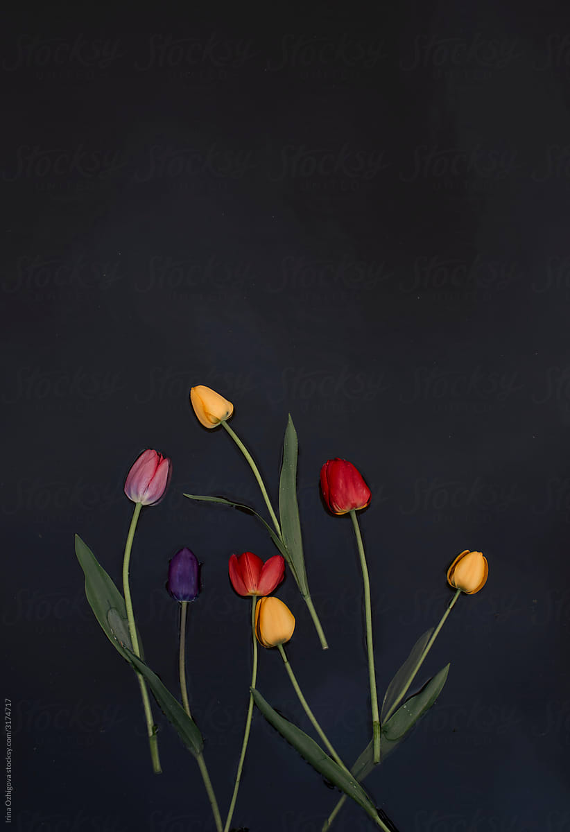 Tulips in a river