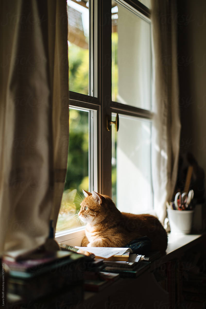 Striped ginger cat look at the world outside a big window laying on windowsill