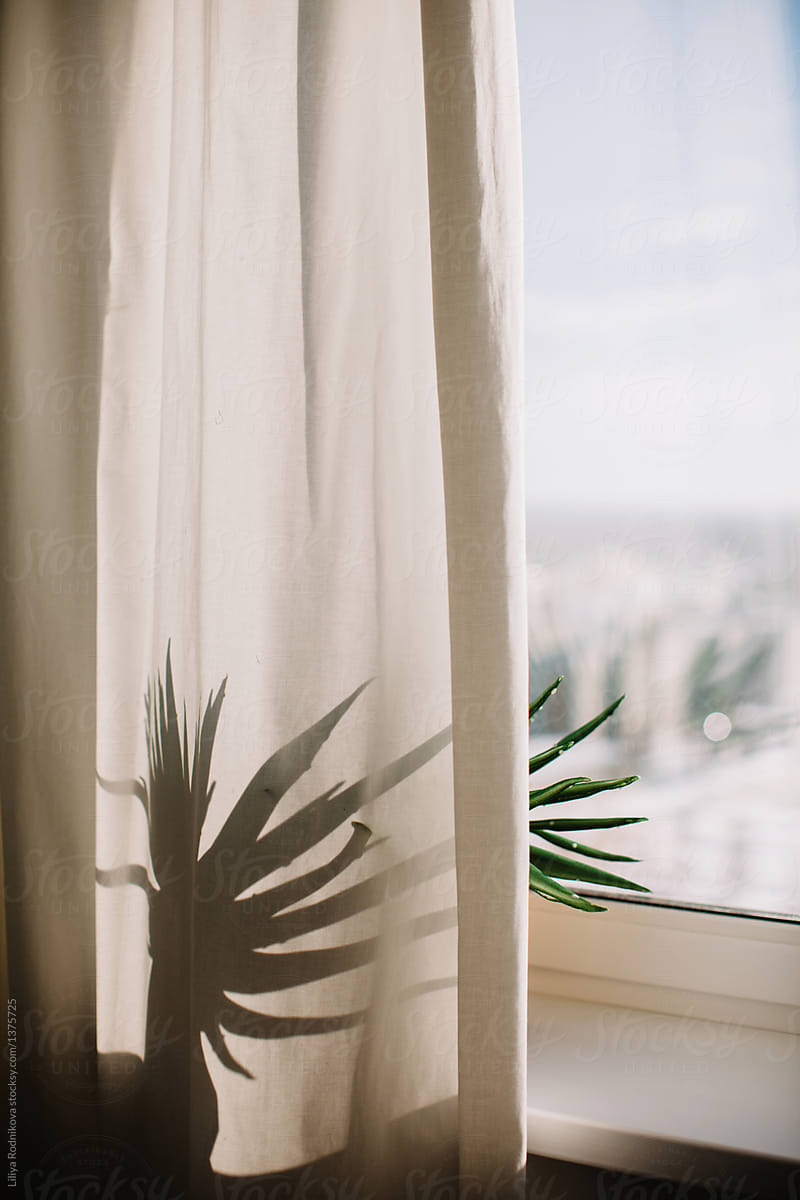 Window with shadow of plant on the curtain