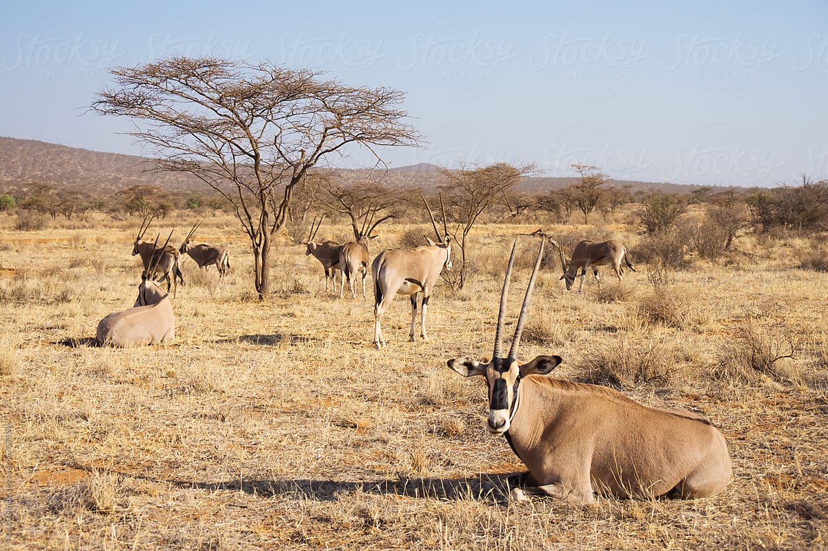 Herd of Oryx