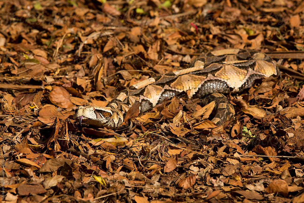 A coiled snake on leaves