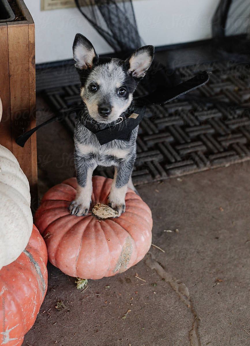 puppy wearing bat wings costume standing on pumpkin