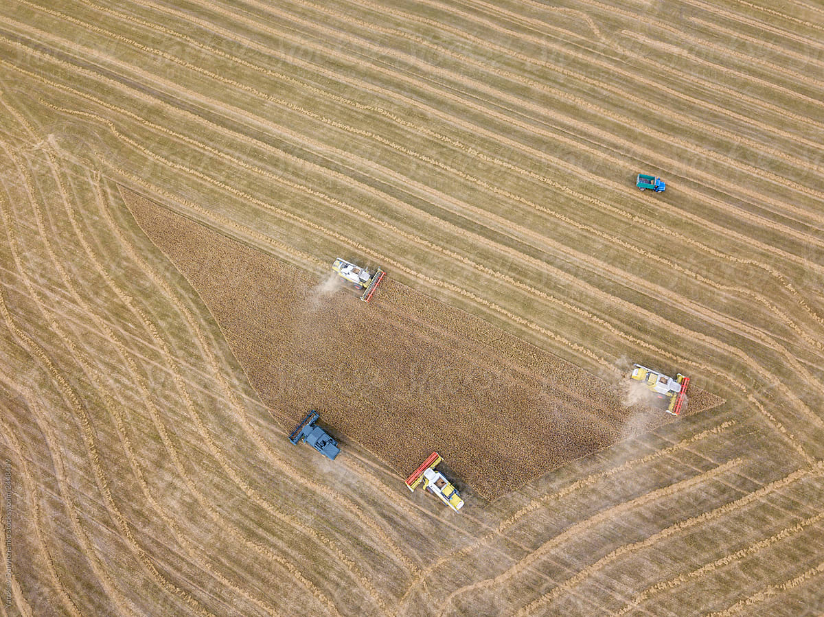 Top view harvesting of wheat crops from farm fields by agricultu