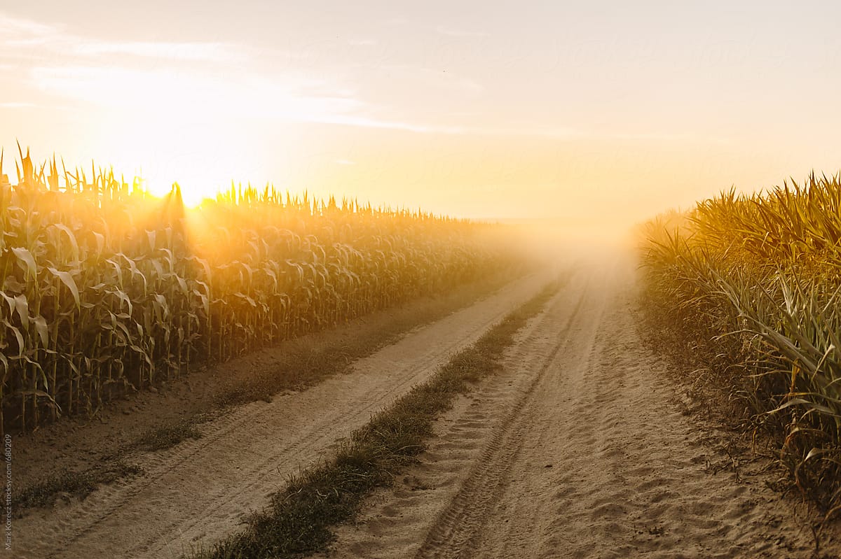 Cornfield in sunset with dirty road
