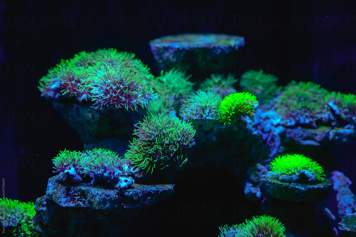 cultured live coral in aquarium