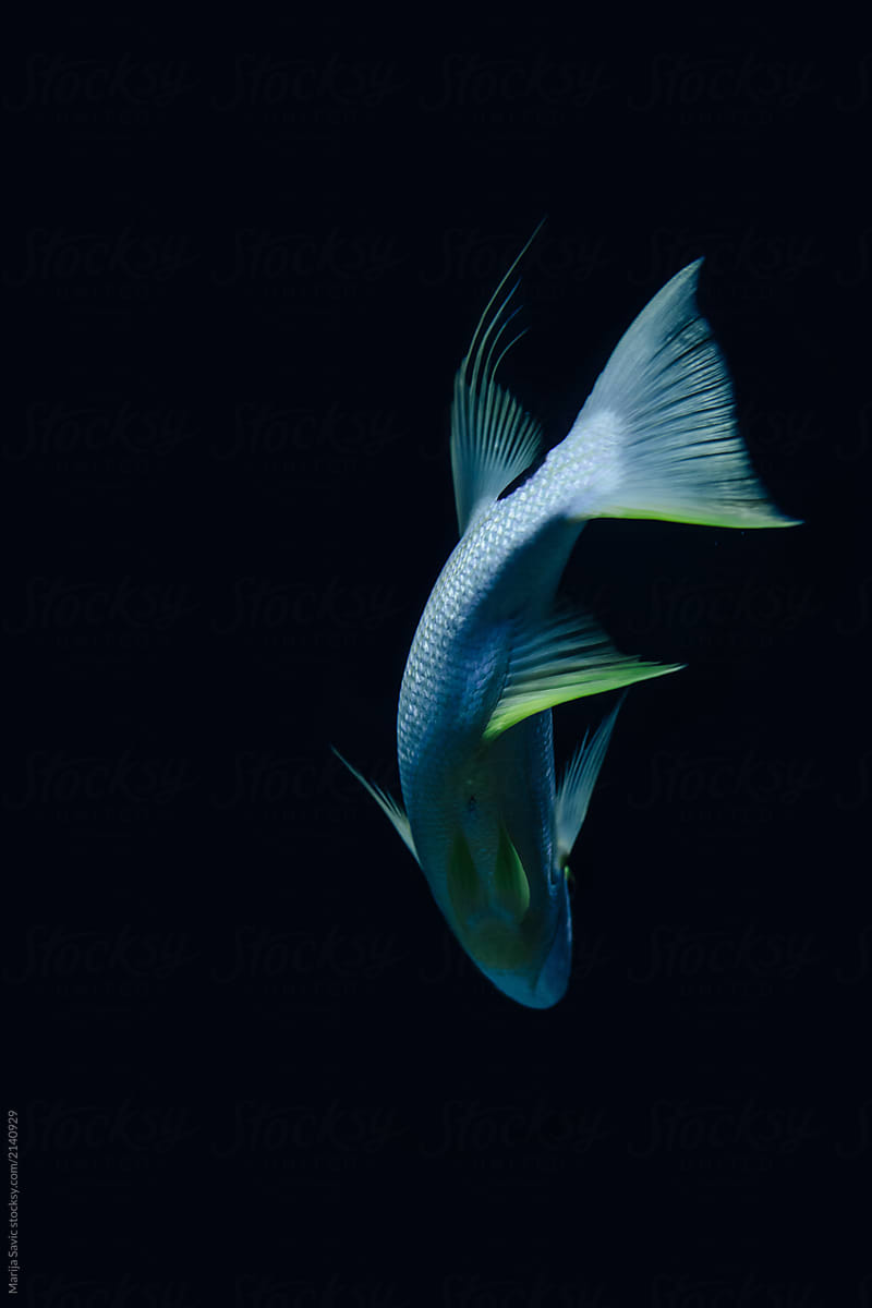 Marine Creature - Blue Fish