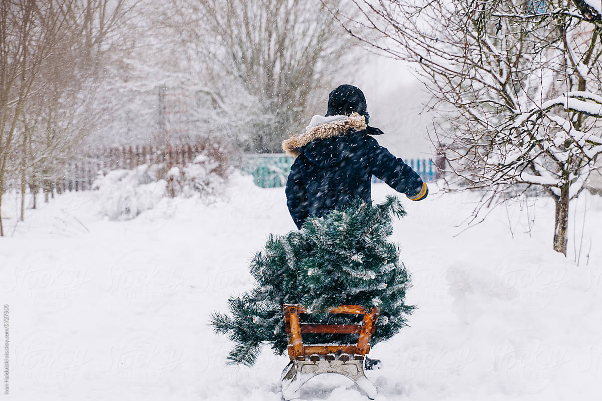 Young Boy Bringing Home Christmas Tree on Sled in Snowy Weather