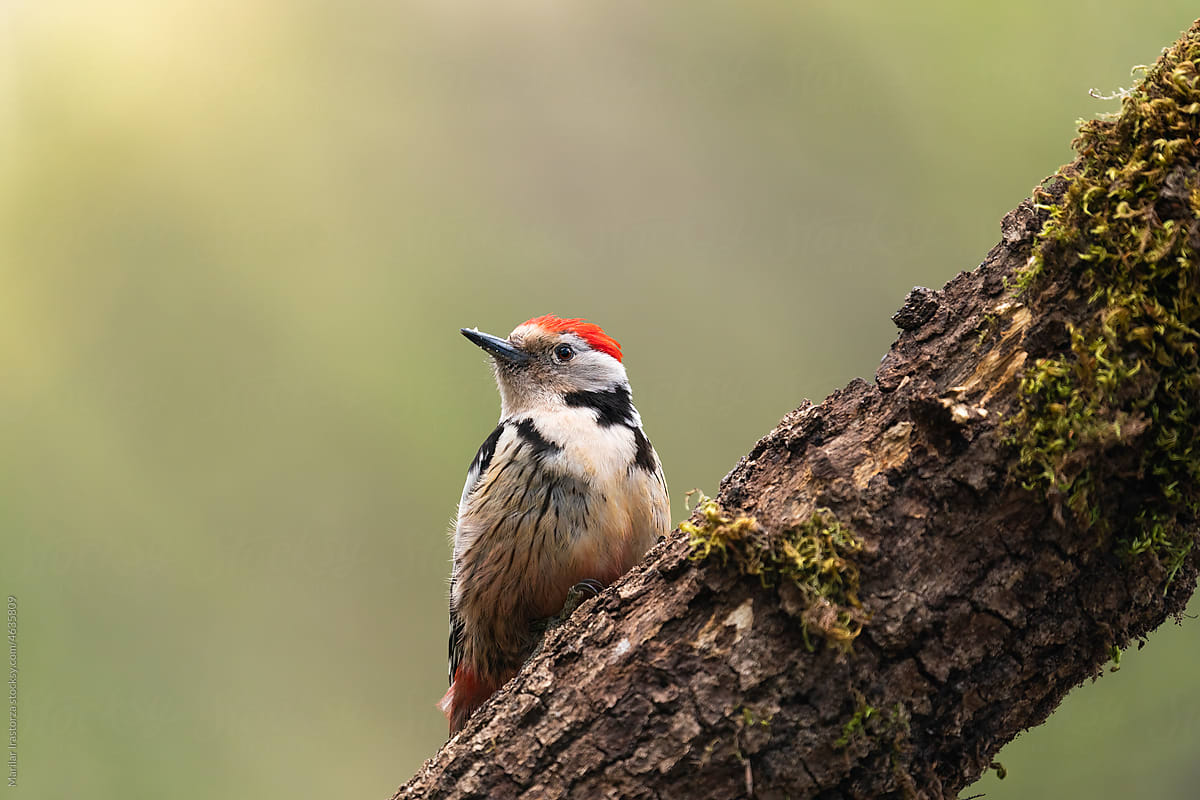 Beautiful Middle Spotted Woodpecker