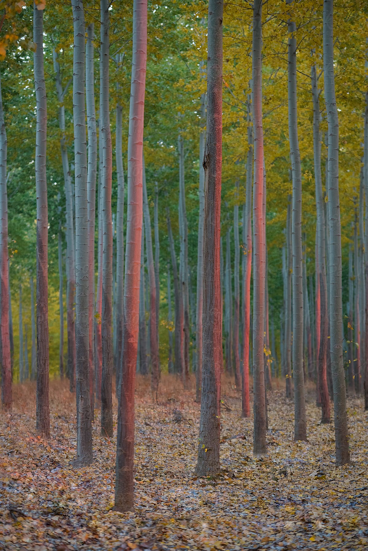 grove of identical poplar trees in the fall with vibrant colors