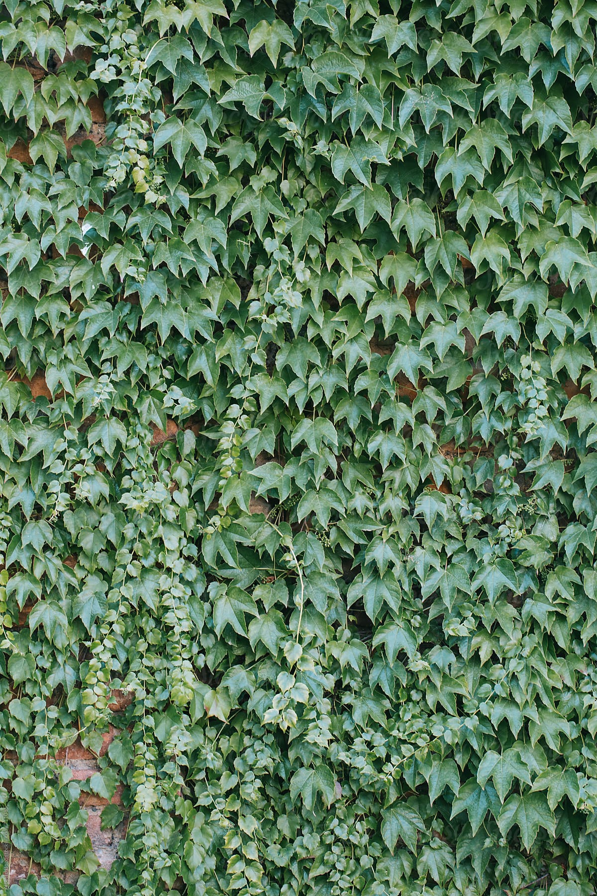 Blanket of ivy leaves