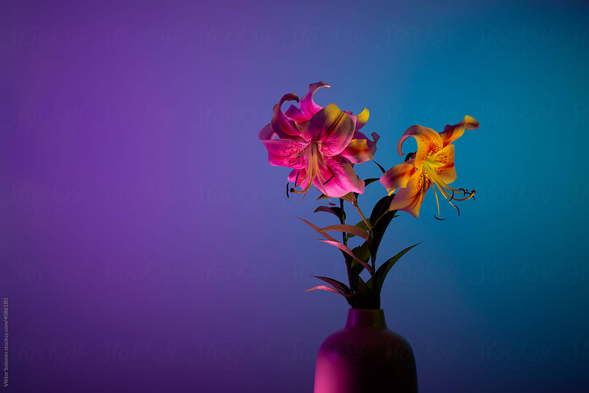 Illuminated Lilium lancifolium flowers in vase
