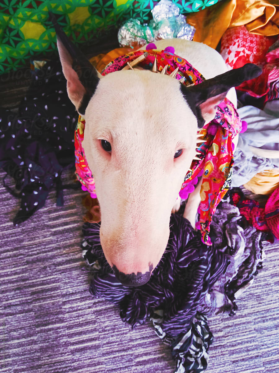 Short-haired big ears bull terrier wearing colorful apparel.