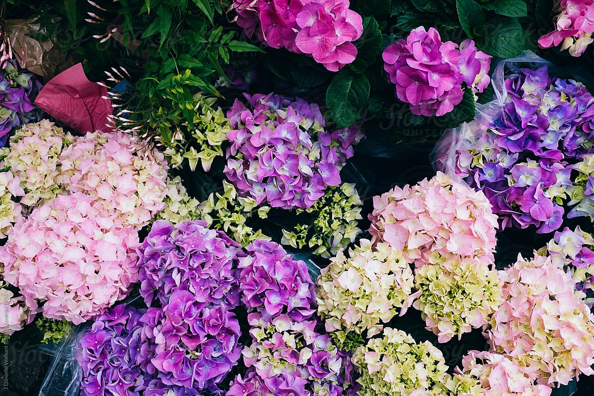 Many blooms of hydrangea flowers in purples, pinks and greens
