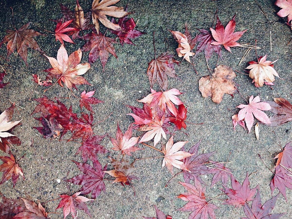 Fallen Red Maple leaves on a wet cement ground